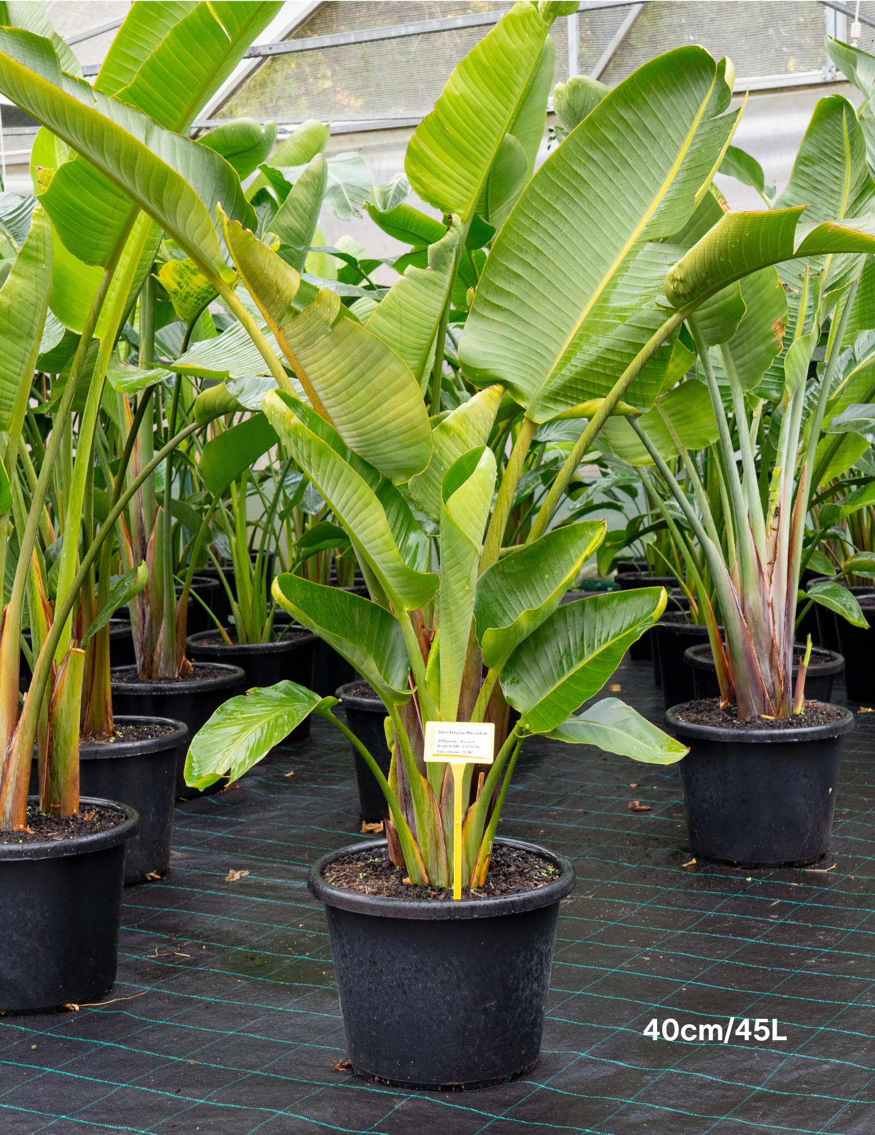 Strelitzia nicolai – Giant White Bird of Paradise