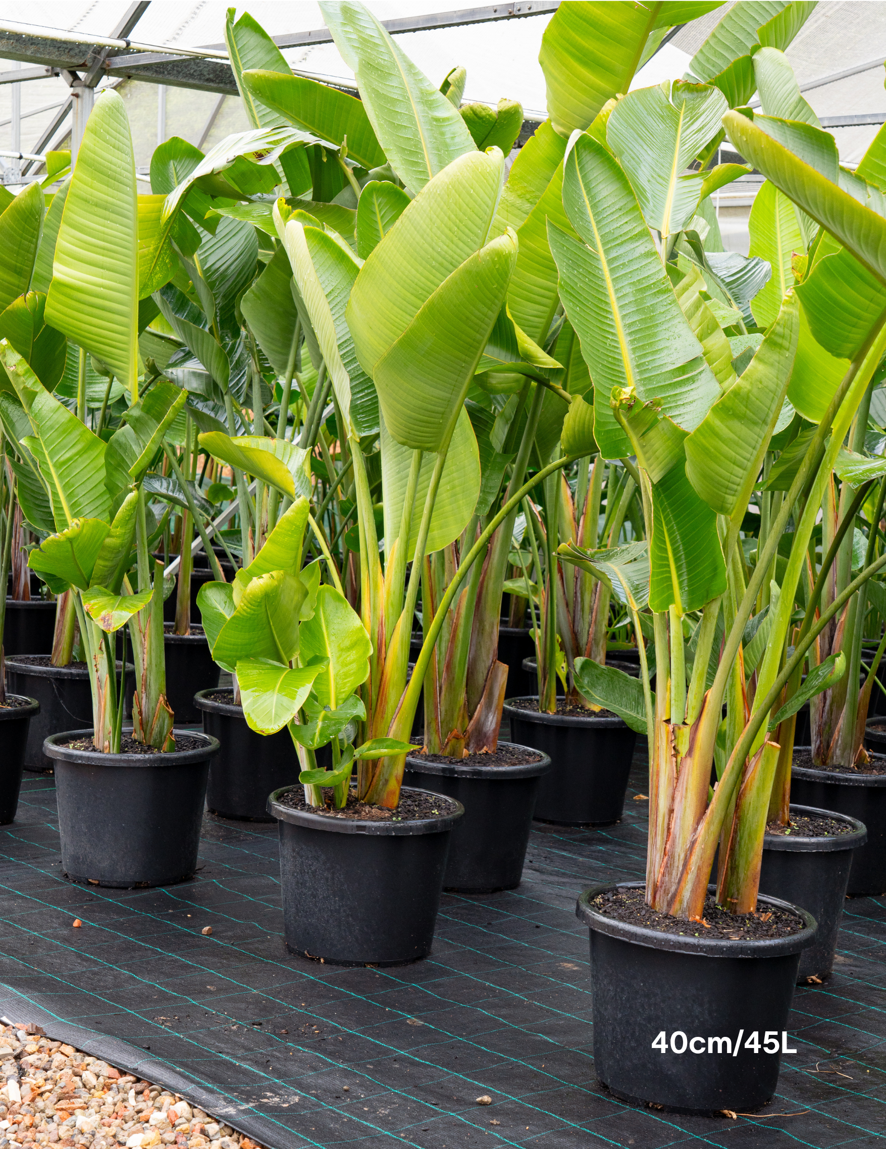 Strelitzia nicolai – Giant White Bird of Paradise