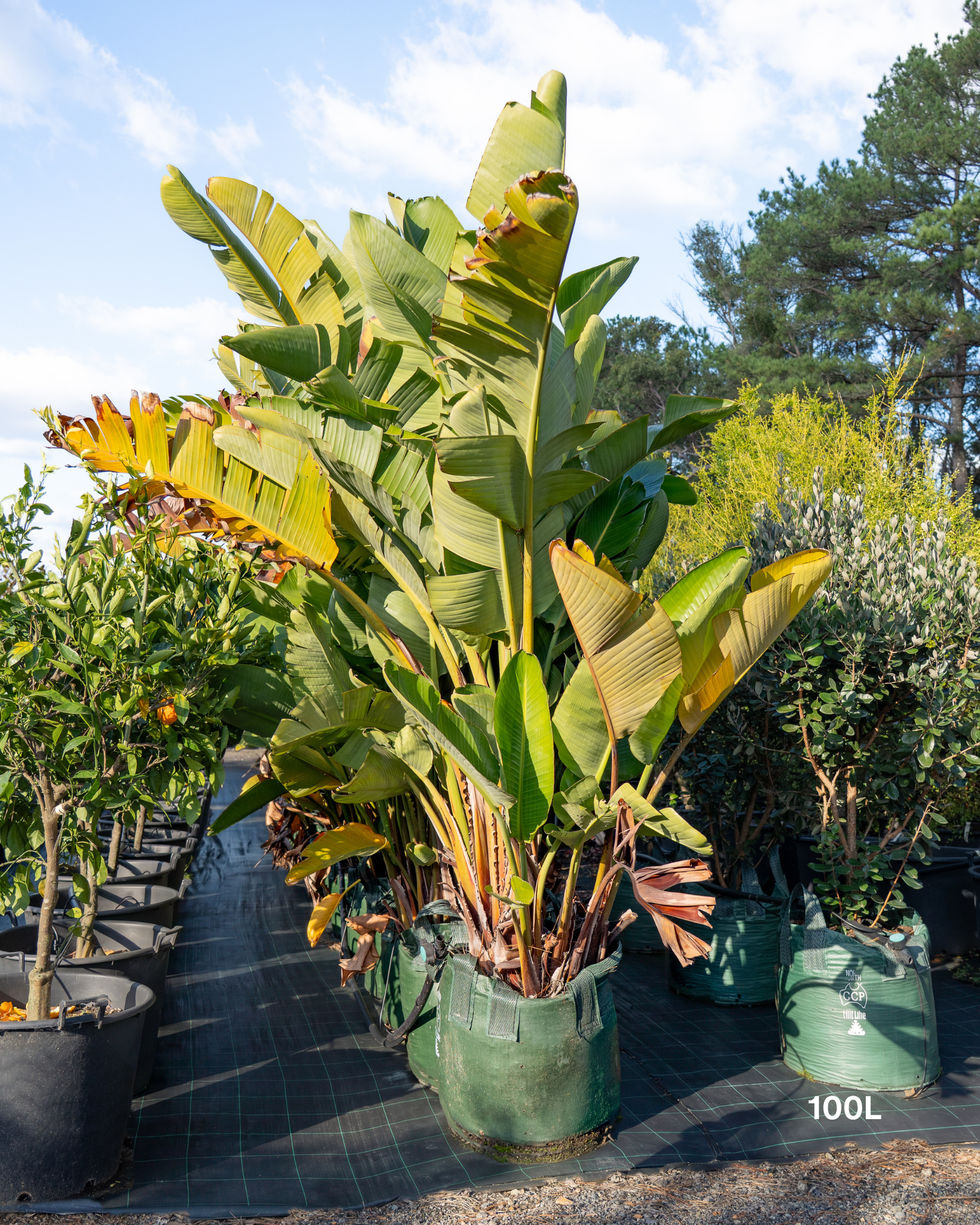 Strelitzia nicolai – Giant White Bird of Paradise