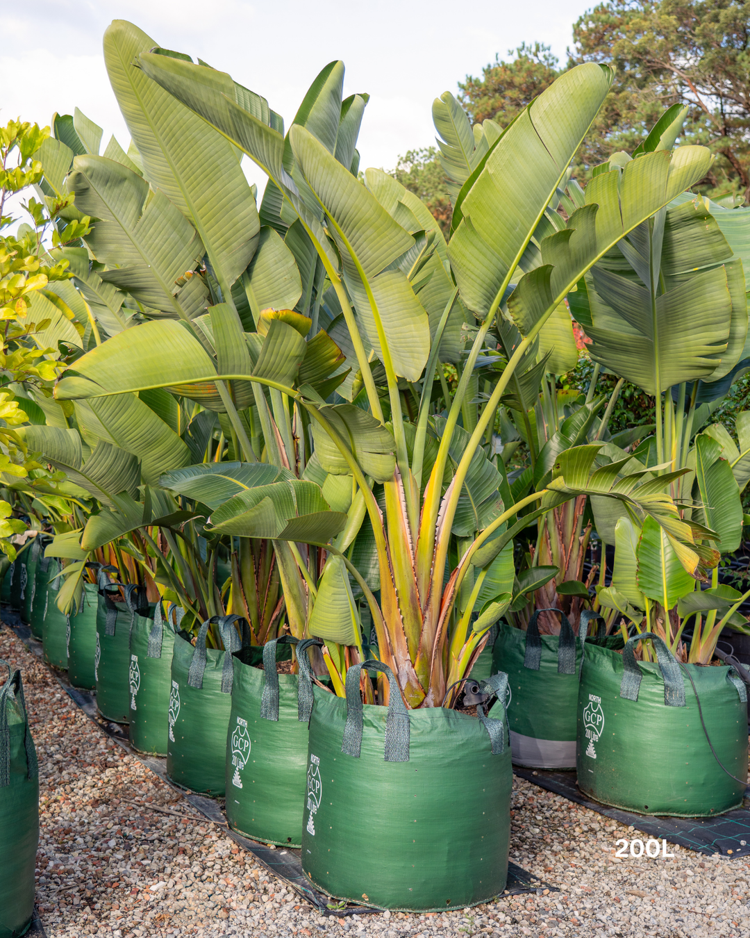 Strelitzia nicolai – Giant White Bird of Paradise