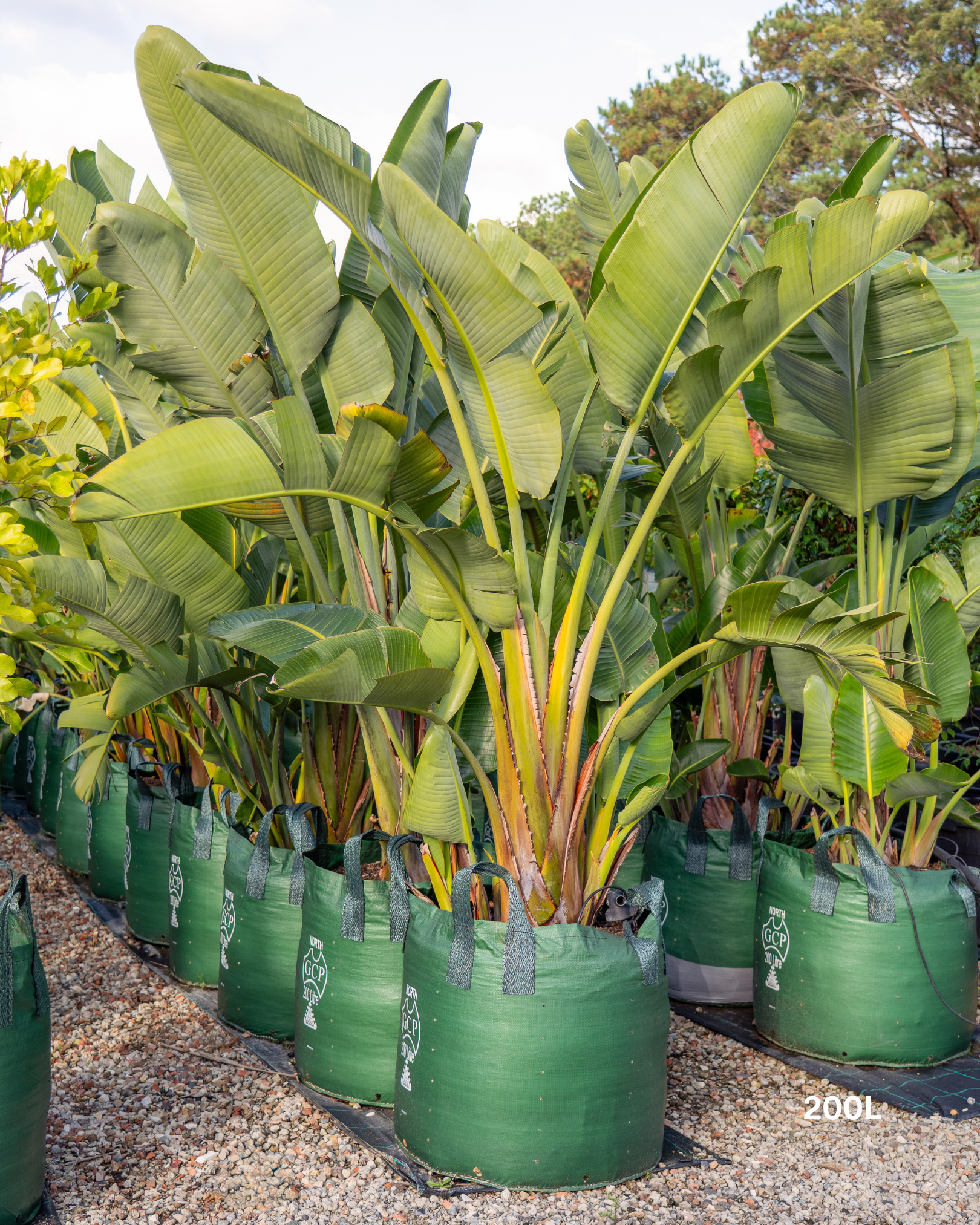 Strelitzia nicolai – Giant White Bird of Paradise