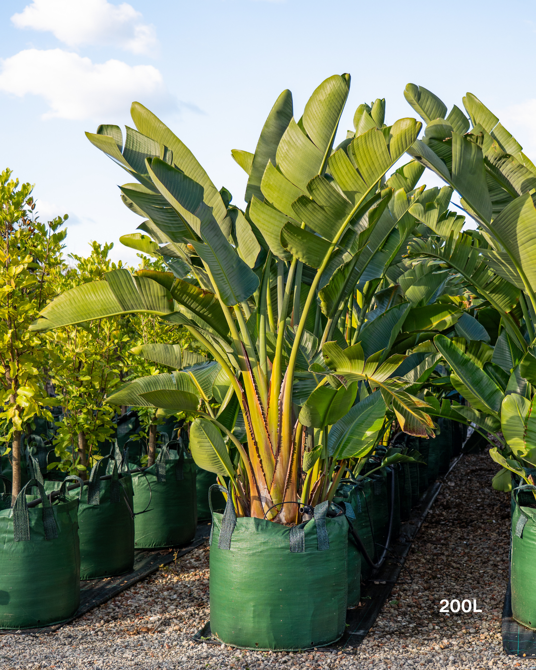 Strelitzia nicolai – Giant White Bird of Paradise
