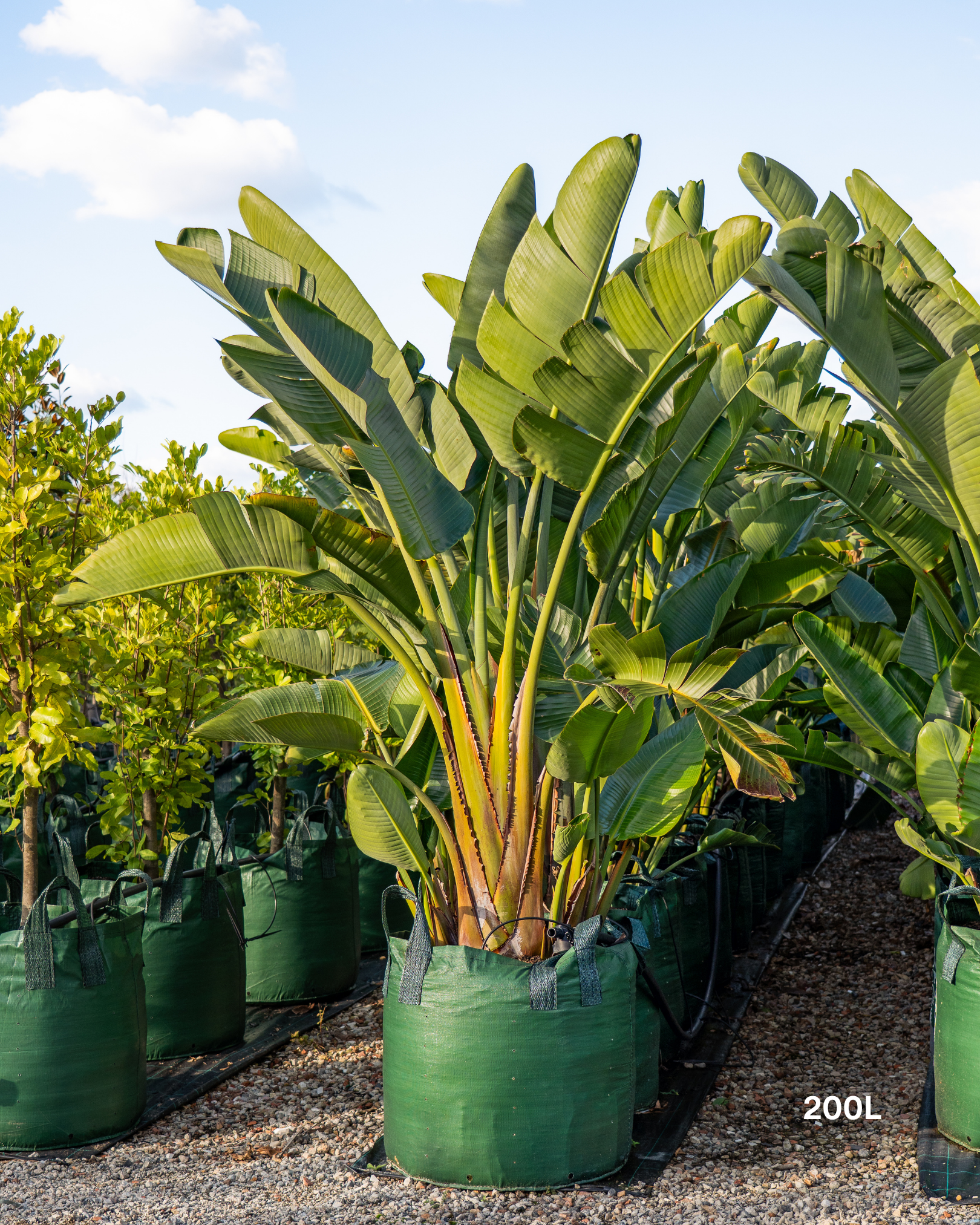 Strelitzia nicolai – Giant White Bird of Paradise