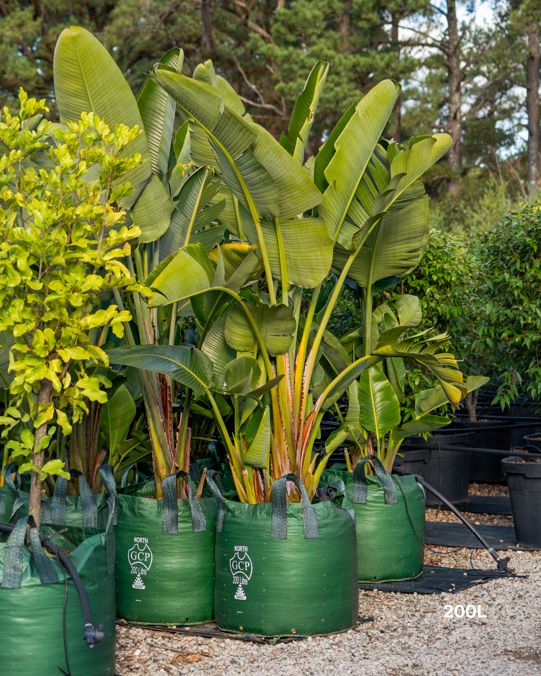 Strelitzia nicolai – Giant White Bird of Paradise
