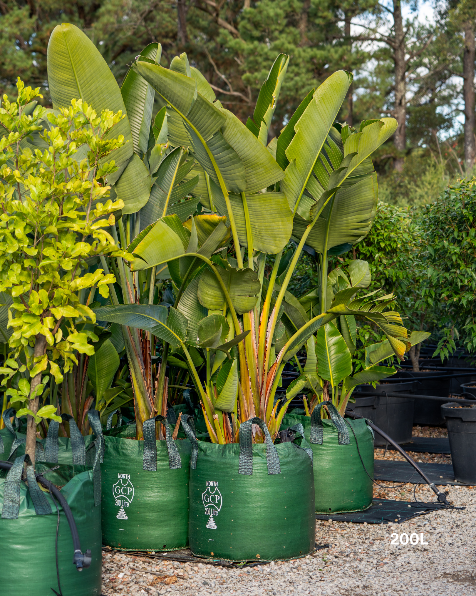 Strelitzia nicolai – Giant White Bird of Paradise