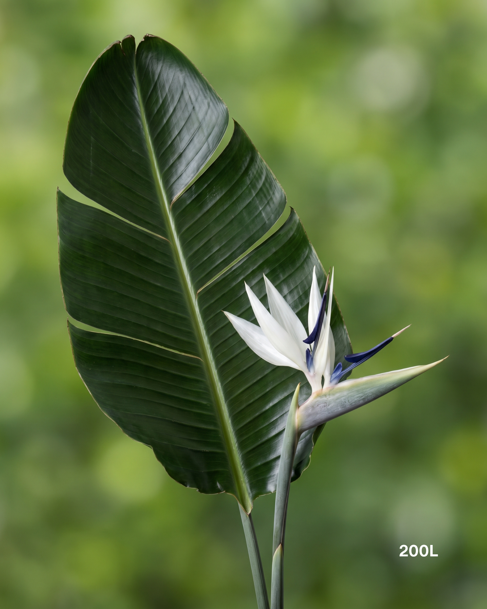 Strelitzia nicolai – Giant White Bird of Paradise