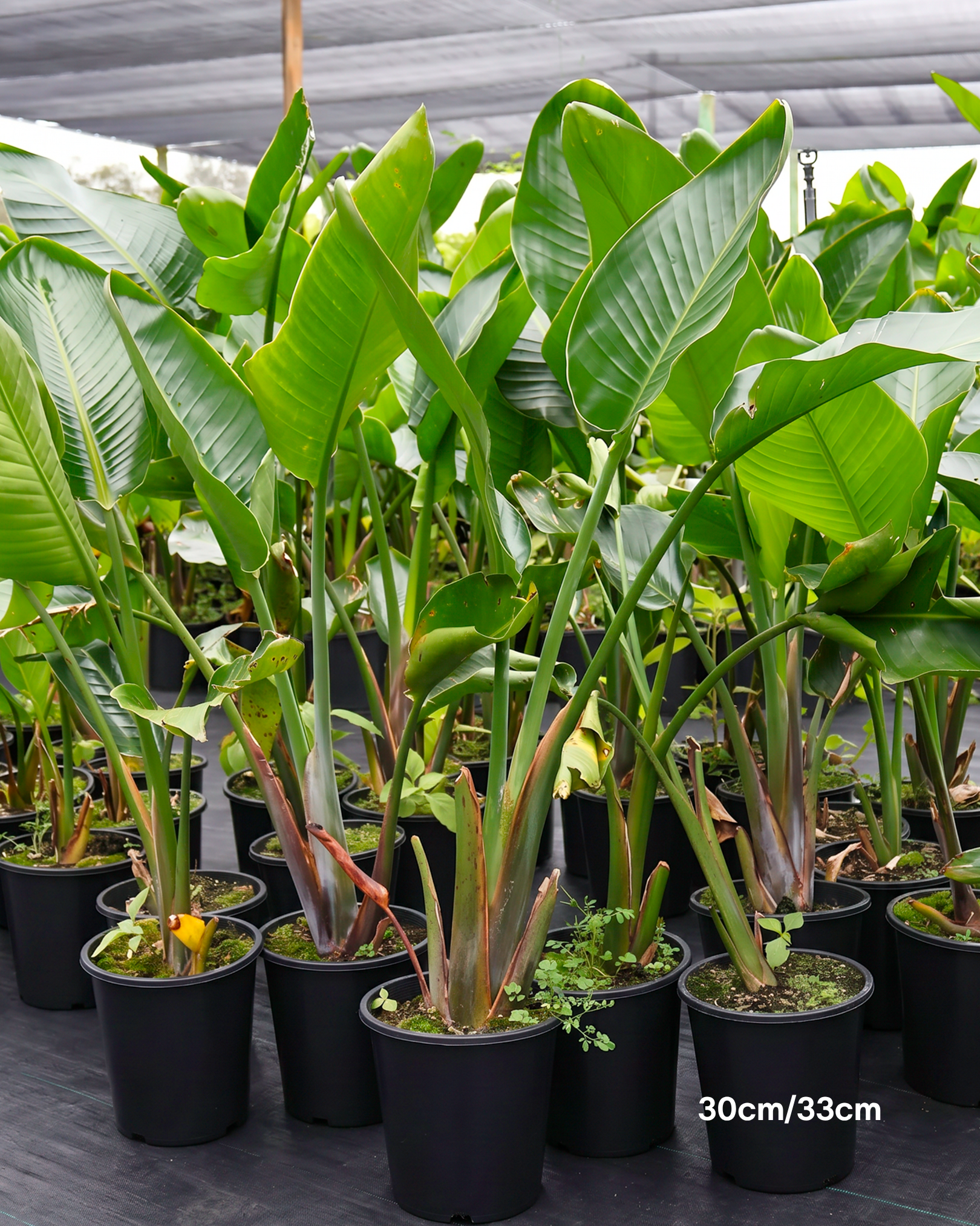 Strelitzia nicolai – Giant White Bird of Paradise