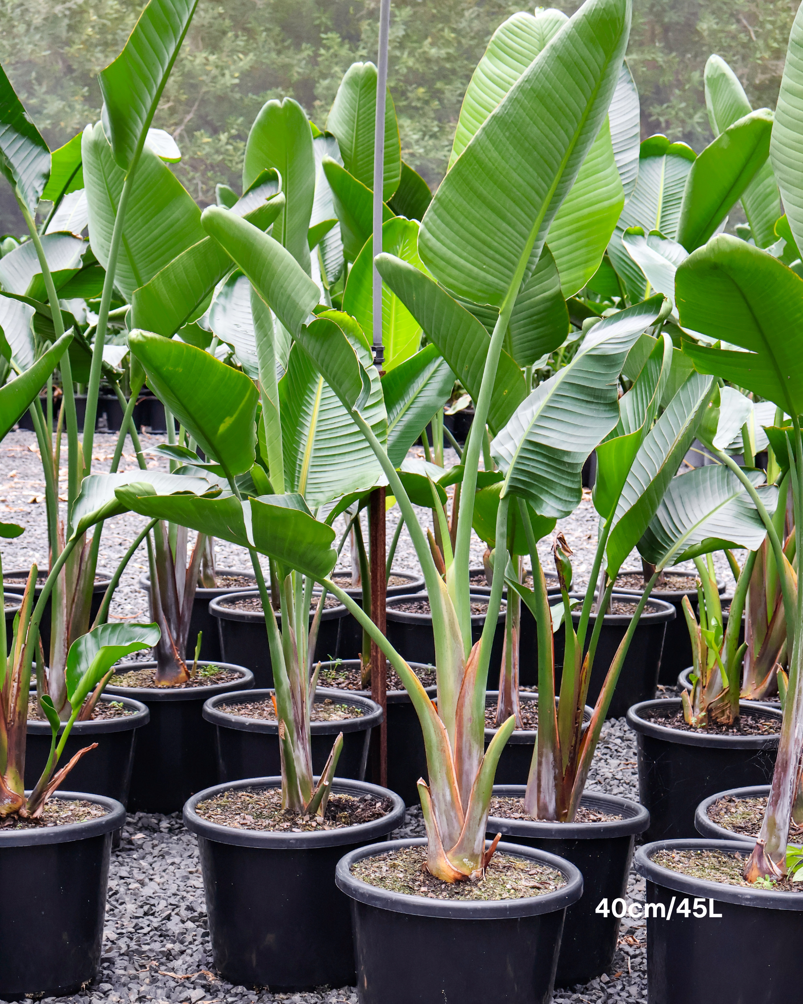 Strelitzia nicolai – Giant White Bird of Paradise