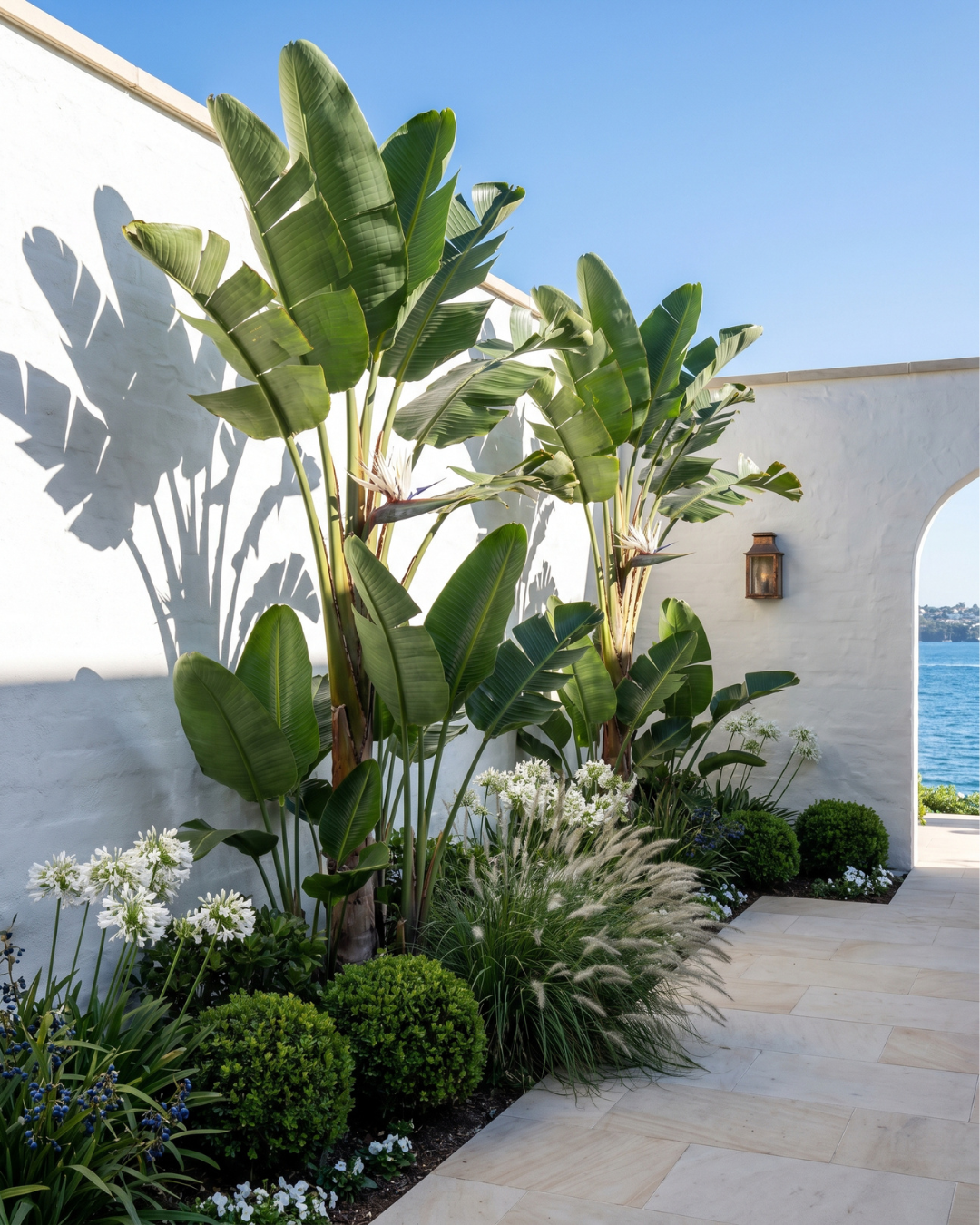 Strelitzia nicolai – Giant White Bird of Paradise