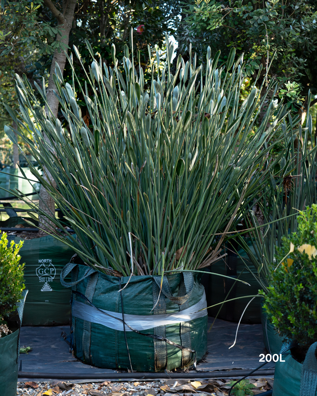 Strelitzia parvifolia