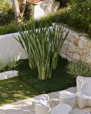 Strelitzia parvifolia