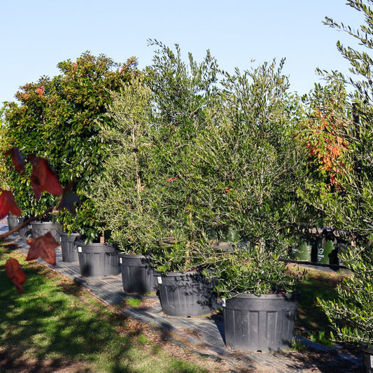 Olea europaea 'Swan Hill' (Non Fruiting Olive)