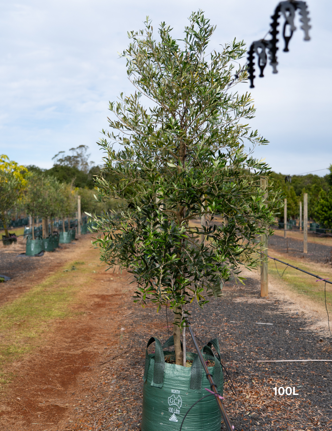 Olea europaea 'Swan Hill' (Non Fruiting Olive) - Evergreen Trees Direct