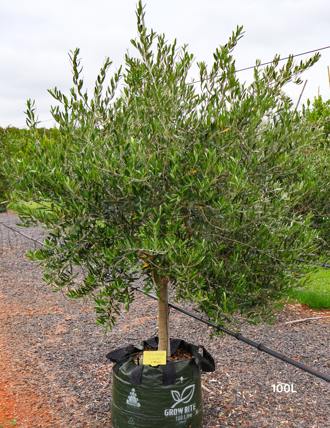 Olea europaea 'Swan Hill' (Non Fruiting Olive) - Evergreen Trees Direct