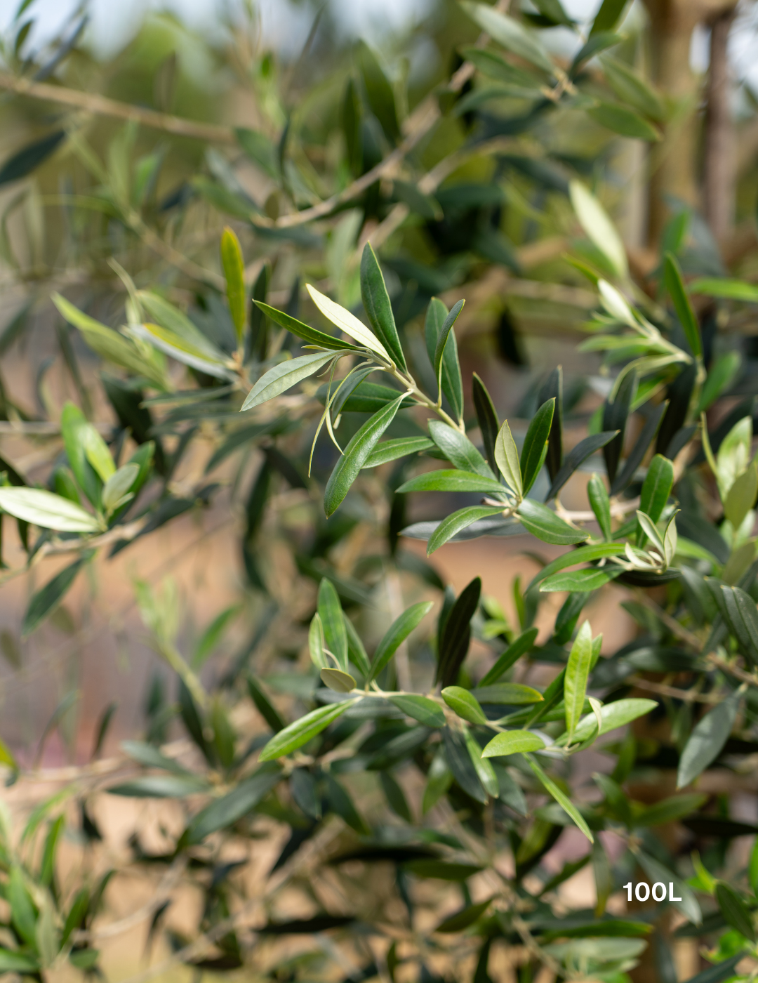 Olea europaea 'Swan Hill' (Non Fruiting Olive) - Evergreen Trees Direct