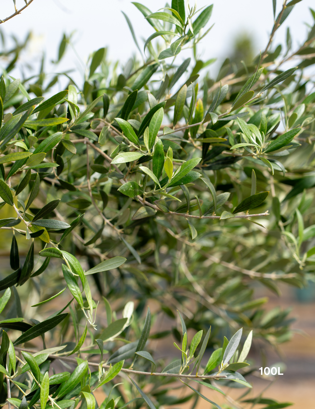 Olea europaea 'Swan Hill' (Non Fruiting Olive) - Evergreen Trees Direct