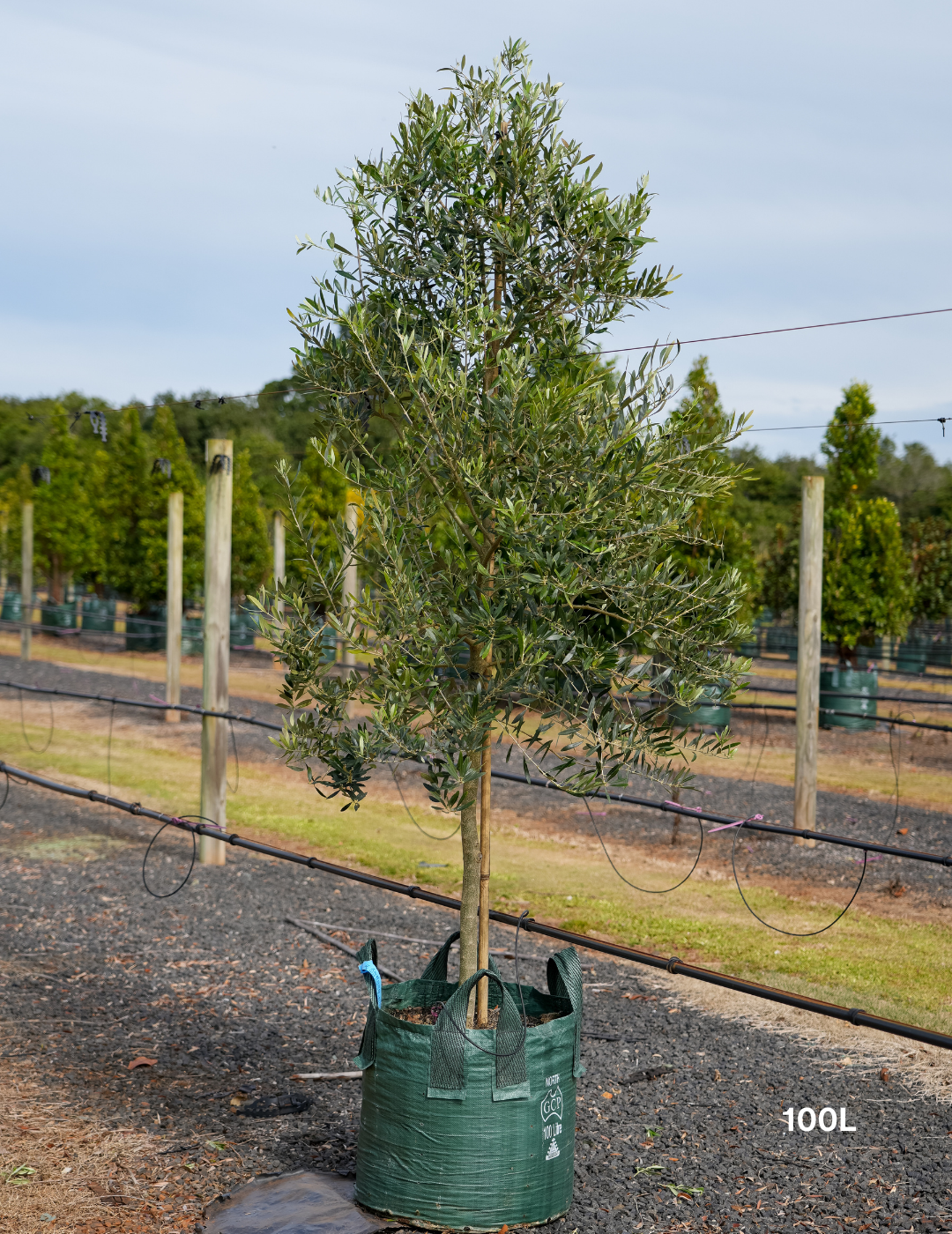 Olea europaea 'Swan Hill' (Non Fruiting Olive) - Evergreen Trees Direct