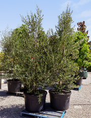 Olea europaea 'Swan Hill' (Non Fruiting Olive) - Evergreen Trees Direct