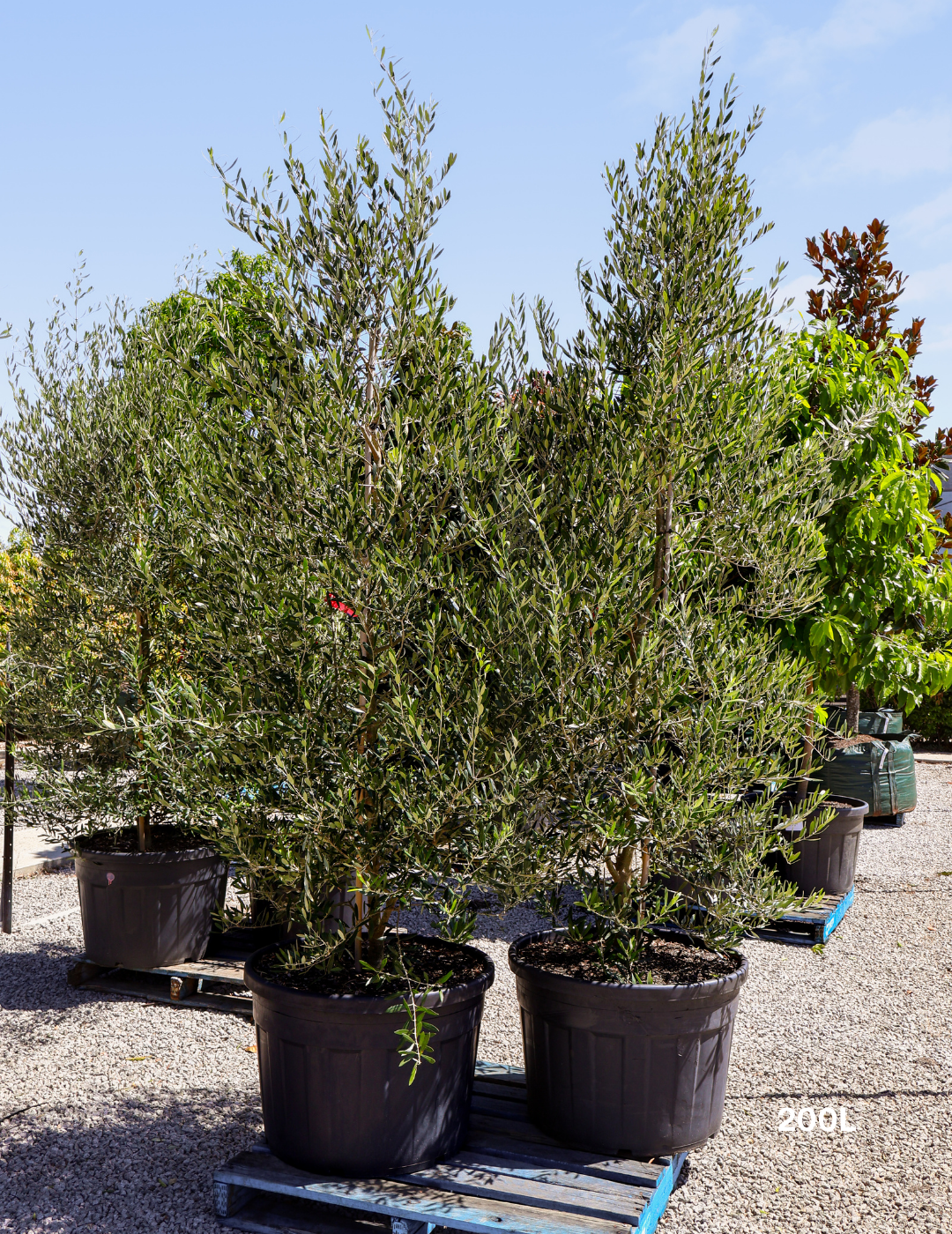 Olea europaea 'Swan Hill' (Non Fruiting Olive) - Evergreen Trees Direct