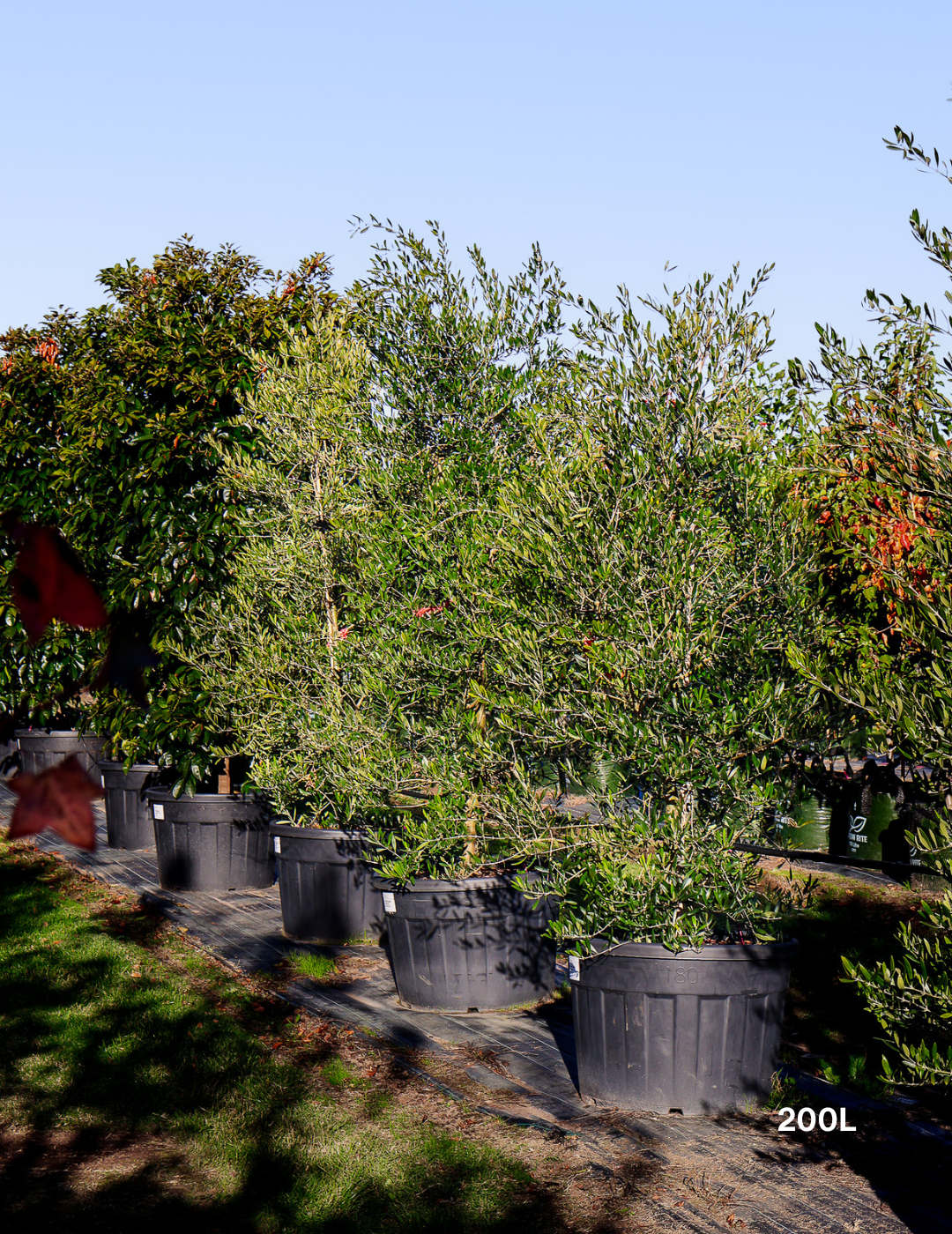 Olea europaea 'Swan Hill' (Non Fruiting Olive) - Evergreen Trees Direct