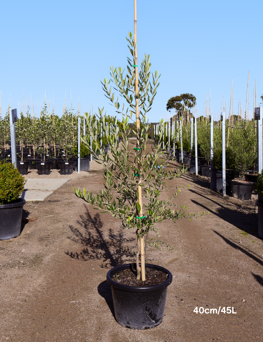 Olea europaea 'Swan Hill' (Non Fruiting Olive) - Evergreen Trees Direct