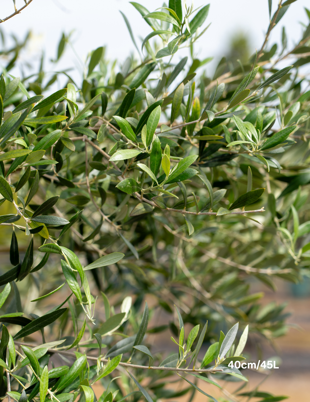Olea europaea 'Swan Hill' (Non Fruiting Olive) - Evergreen Trees Direct