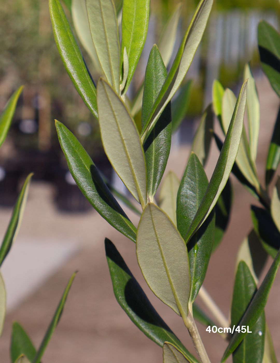 Olea europaea 'Swan Hill' (Non Fruiting Olive) - Evergreen Trees Direct