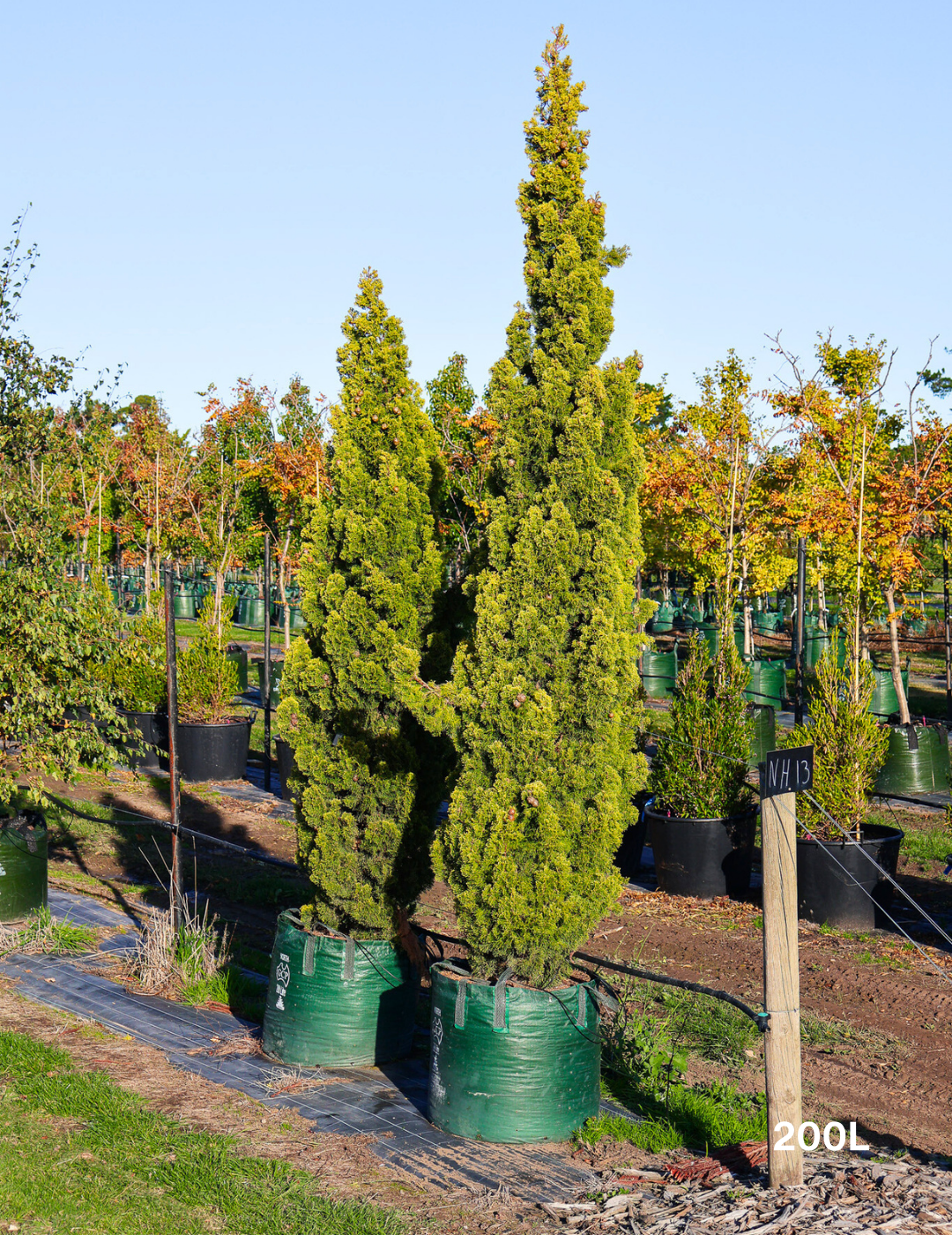 Cupressus 'Swane's Gold' - Evergreen Trees Direct