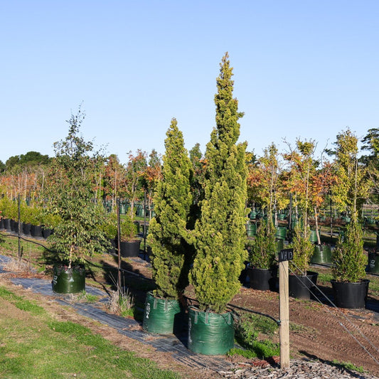 Cupressus 'Swane's Gold'