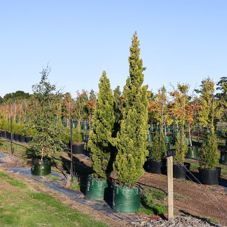 Cupressus 'Swane's Gold'