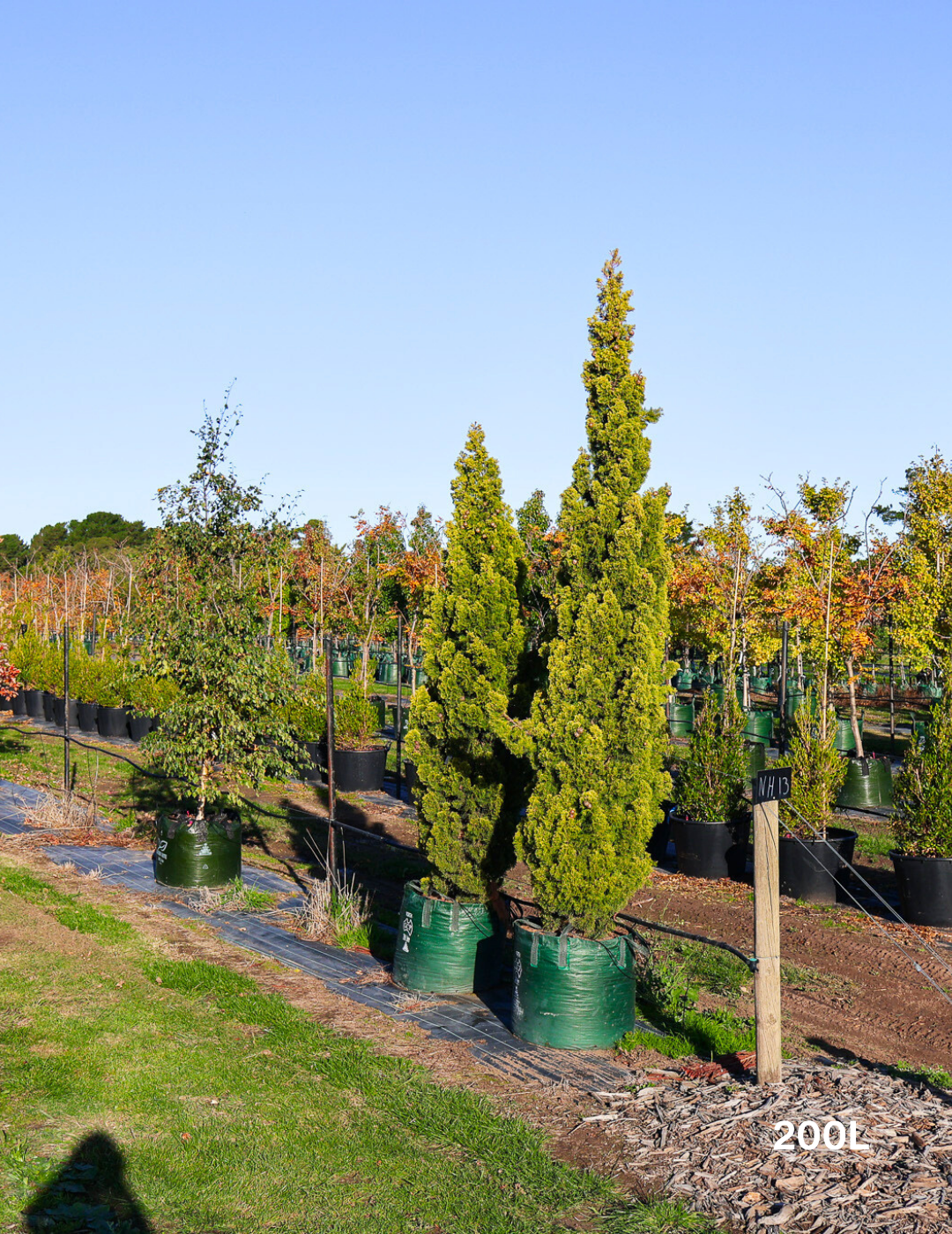Cupressus 'Swane's Gold' - Evergreen Trees Direct