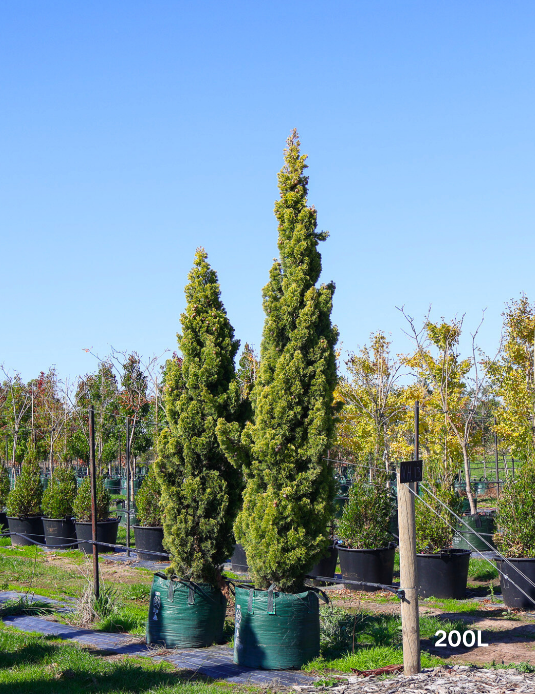 Cupressus 'Swane's Gold' - Evergreen Trees Direct
