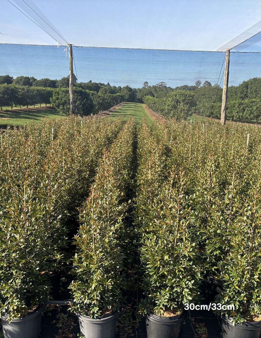 Syzygium australe ‘Plum Magic’ – Plum Magic Lilly Pilly - Evergreen Trees Direct