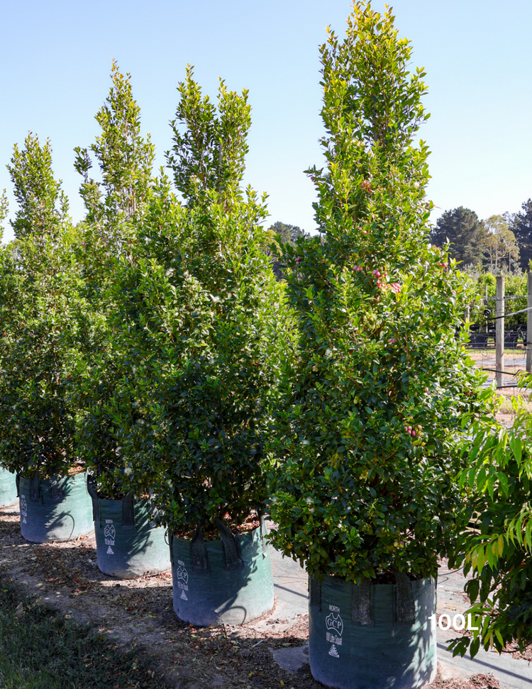 Syzygium australe 'Hinterland Gold' - Lilly Pilly