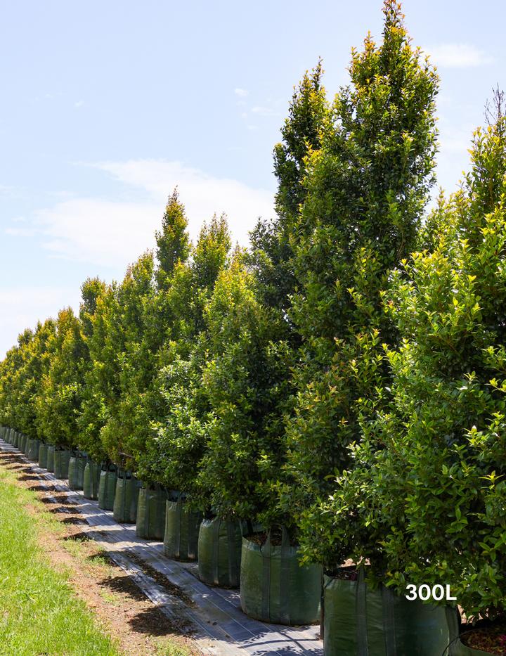 Jilli Tree Lilly Pillies Trees for Sale - Evergreen Trees Direct