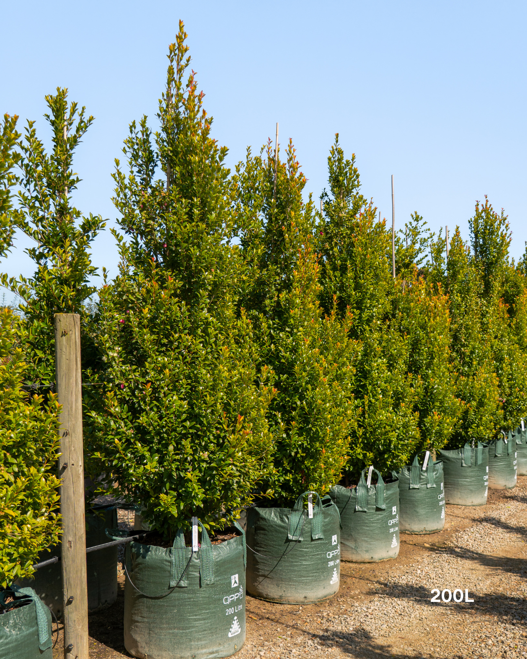 Syzygium australe 'Hinterland Gold' - Lilly Pilly