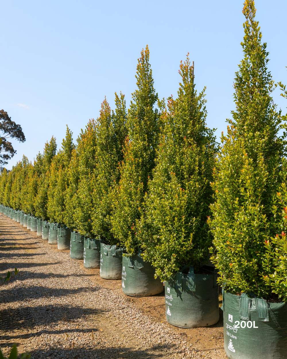 Syzygium australe 'Hinterland Gold' - Lilly Pilly