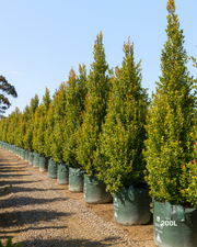 Syzygium australe 'Hinterland Gold' - Lilly Pilly