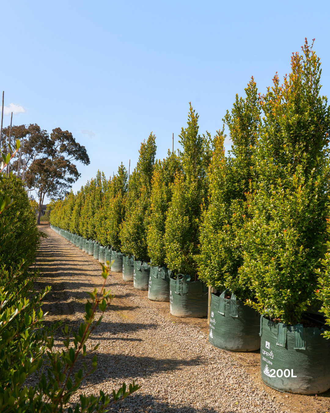 Syzygium australe 'Hinterland Gold' - Lilly Pilly