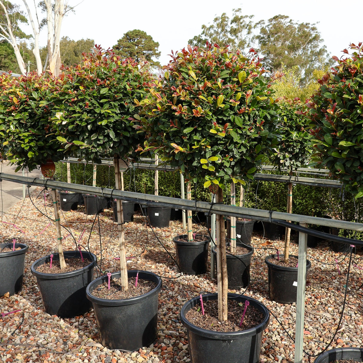 Native Tree 8m Australian Native Trees for Sale - Evergreen Trees Direct