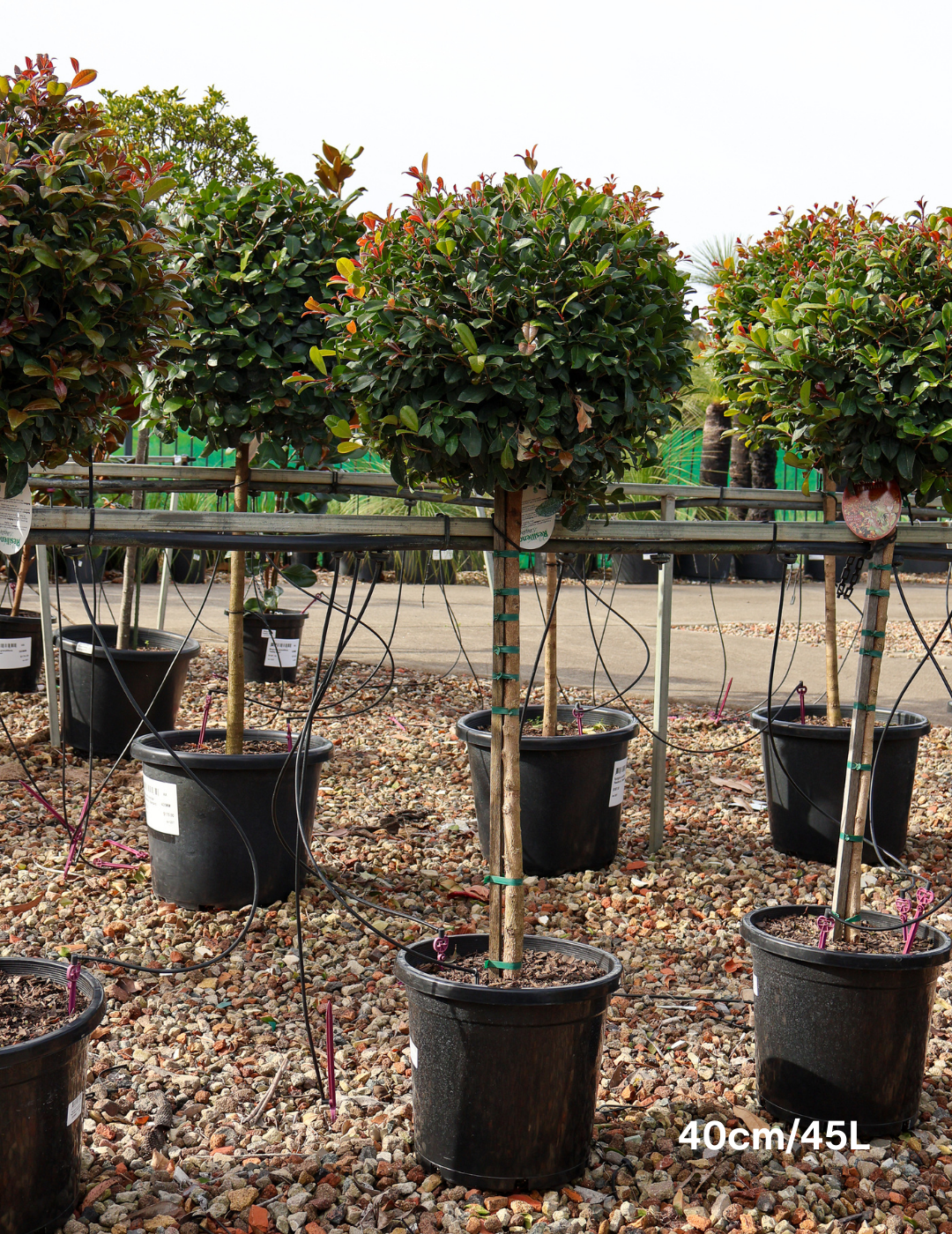 Syzygium Resilience Standard Lilly Pilly Topiary Tree Syzygium Resilience Standard Lilly Pilly Topiary Tree