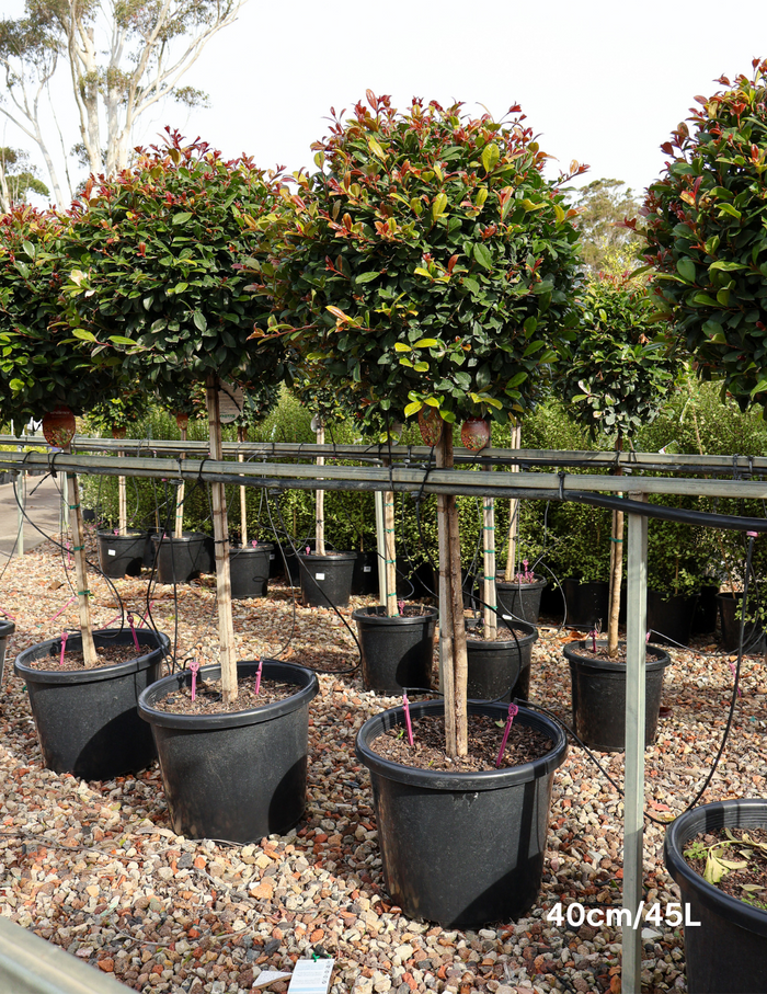 Syzygium ‘Resilience’ Standard – Lilly Pilly Topiary Tree