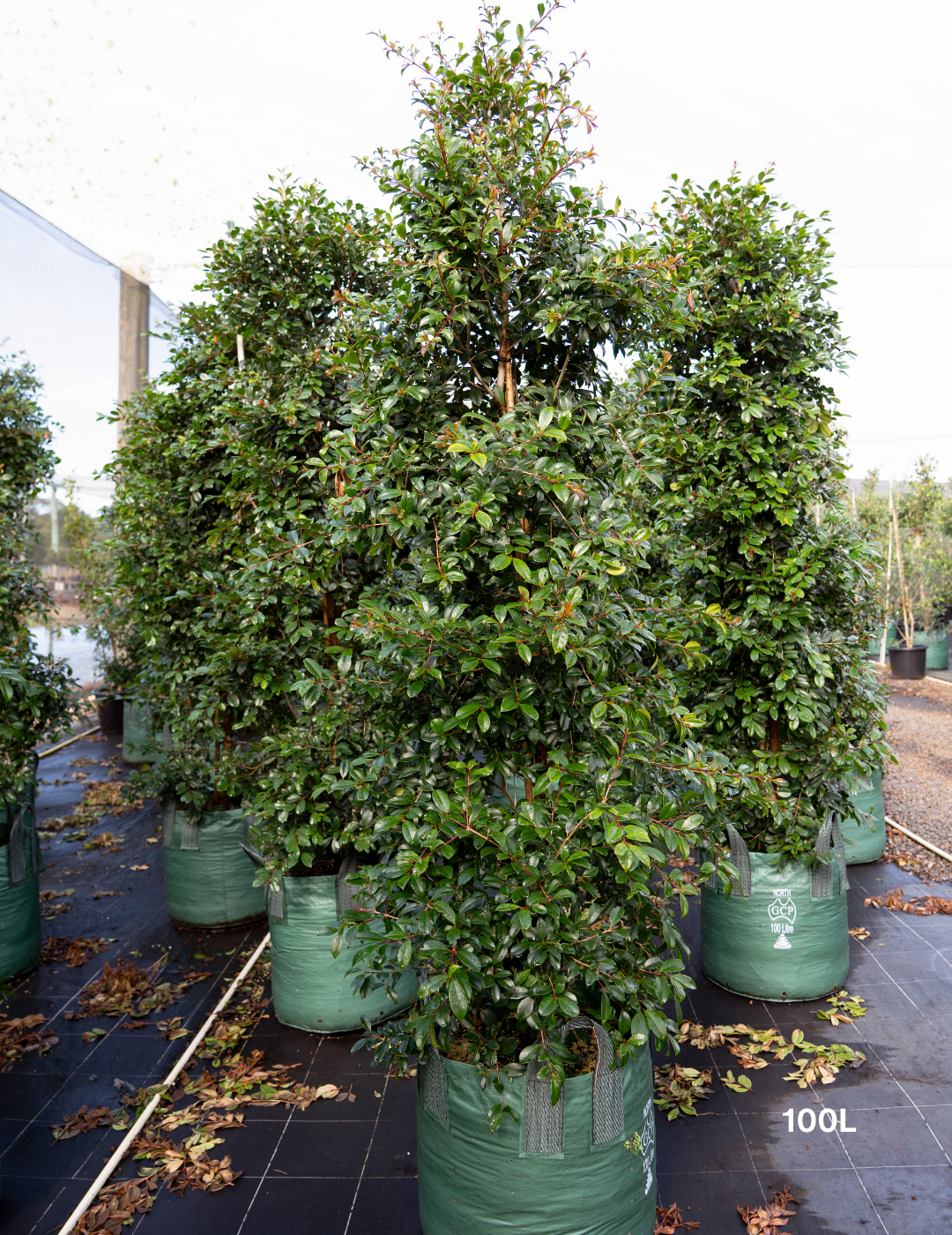 Syzygium australe ‘Select’ – Select Lilly Pilly - Evergreen Trees Direct