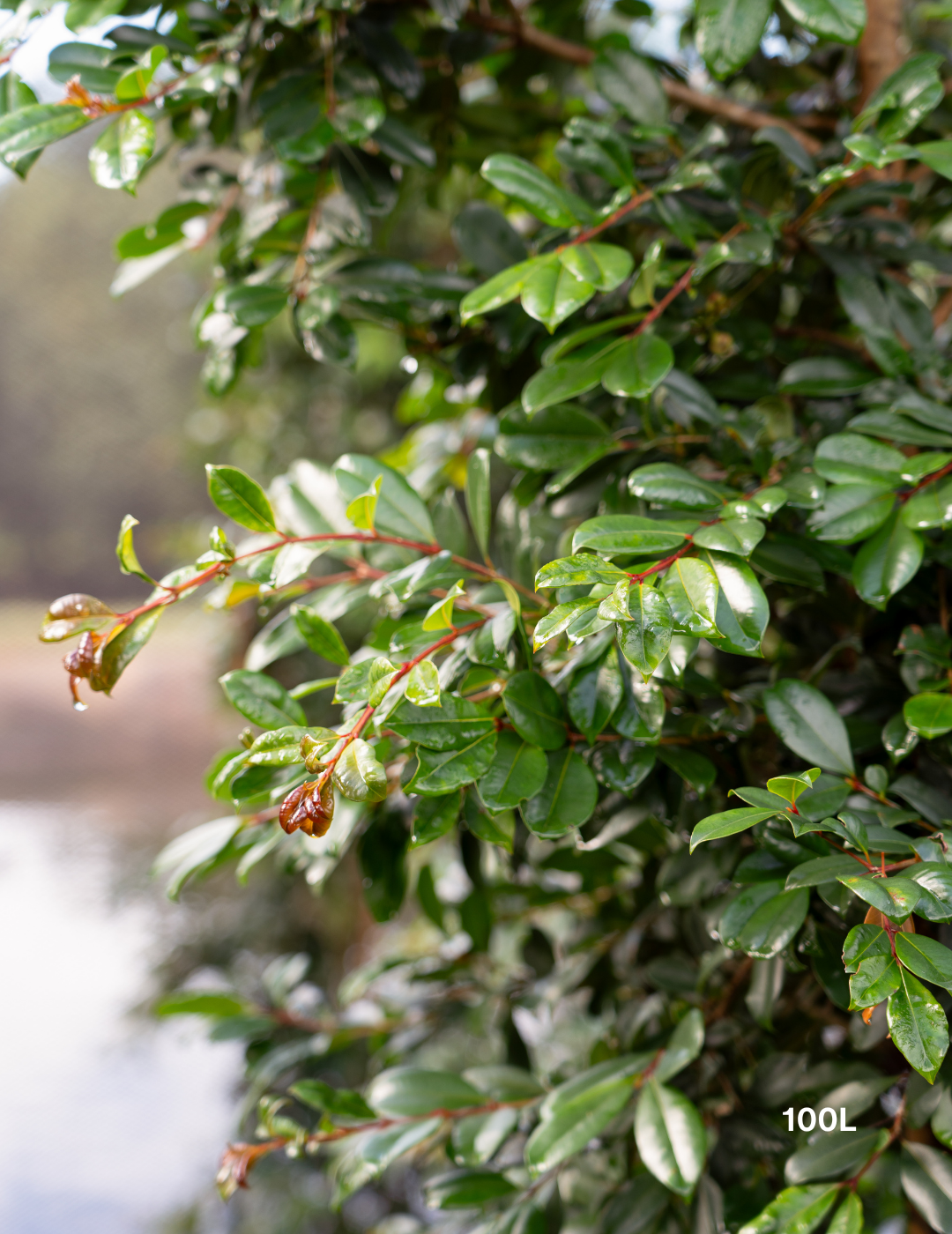 Syzygium australe ‘Select’ – Select Lilly Pilly - Evergreen Trees Direct