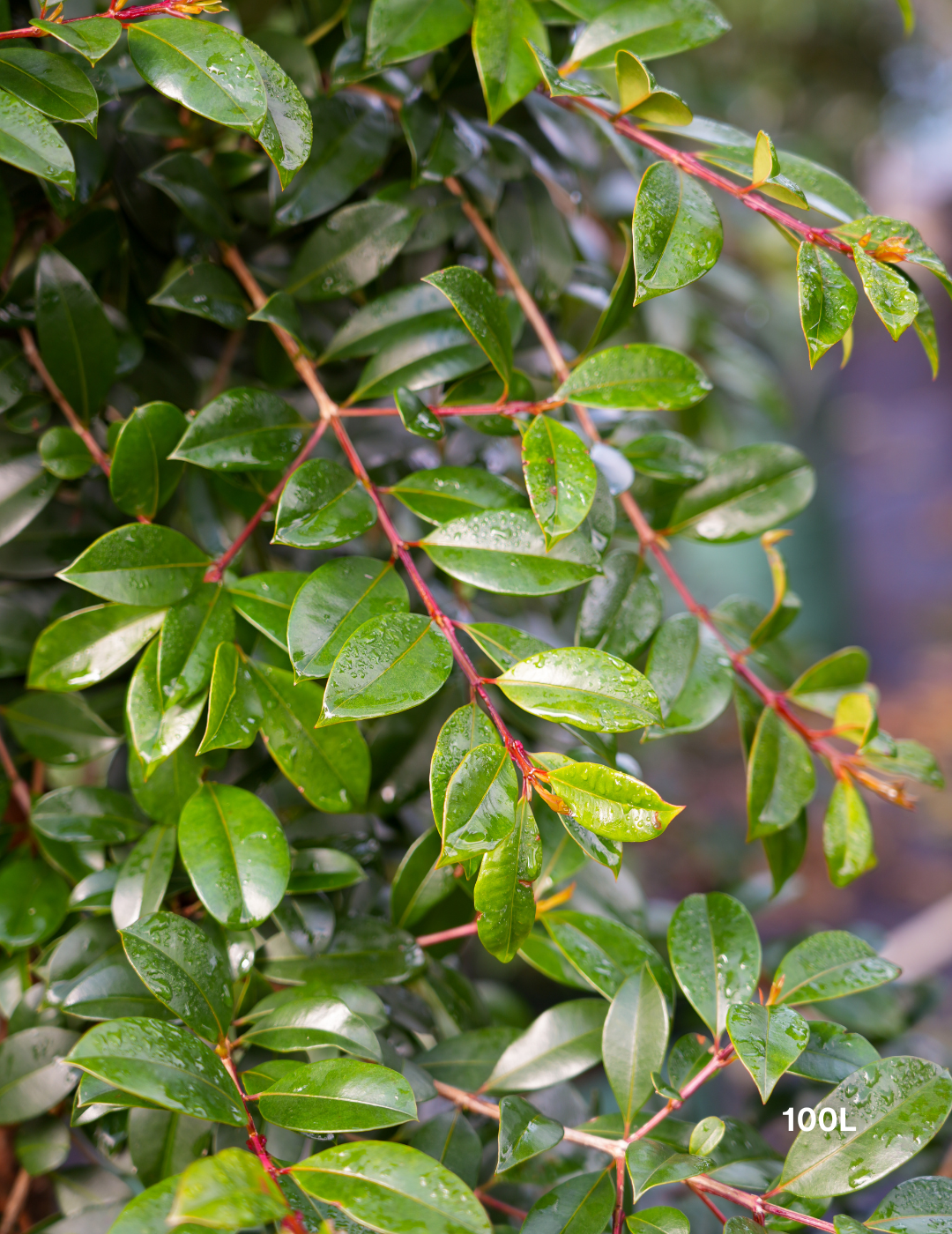 Syzygium australe ‘Select’ – Select Lilly Pilly