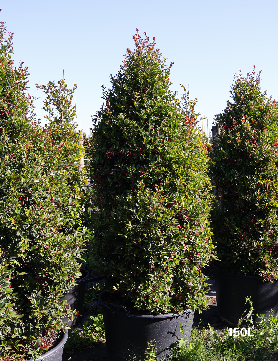 Syzygium australe 'Winter Lights' - Lilly Pilly - Evergreen Trees Direct