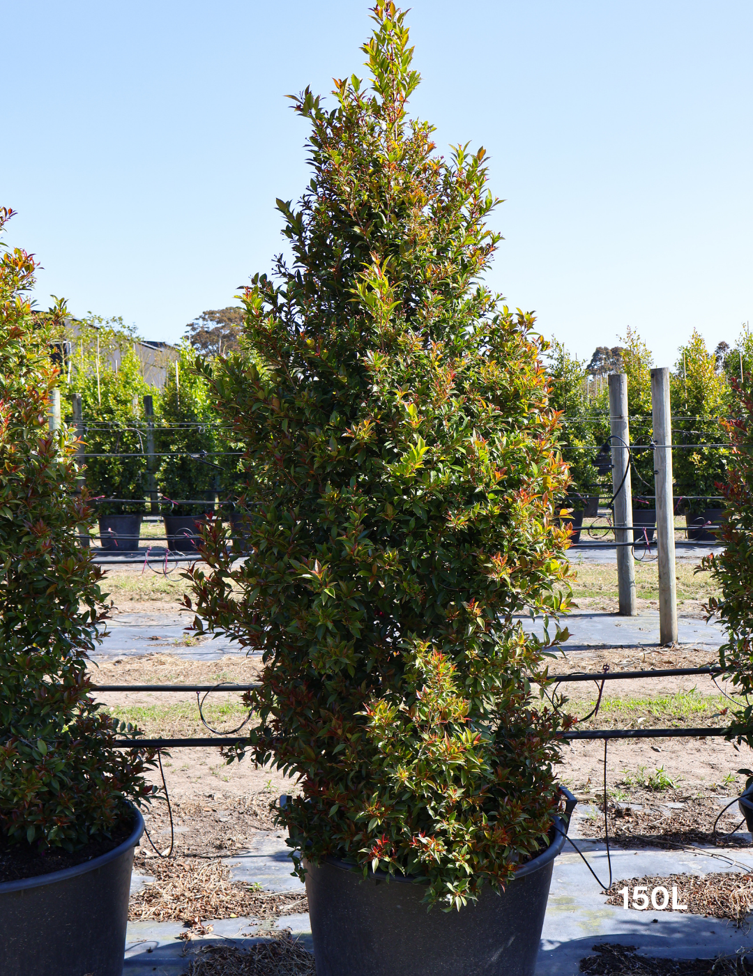 Syzygium australe 'Winter Lights' - Lilly Pilly - Evergreen Trees Direct