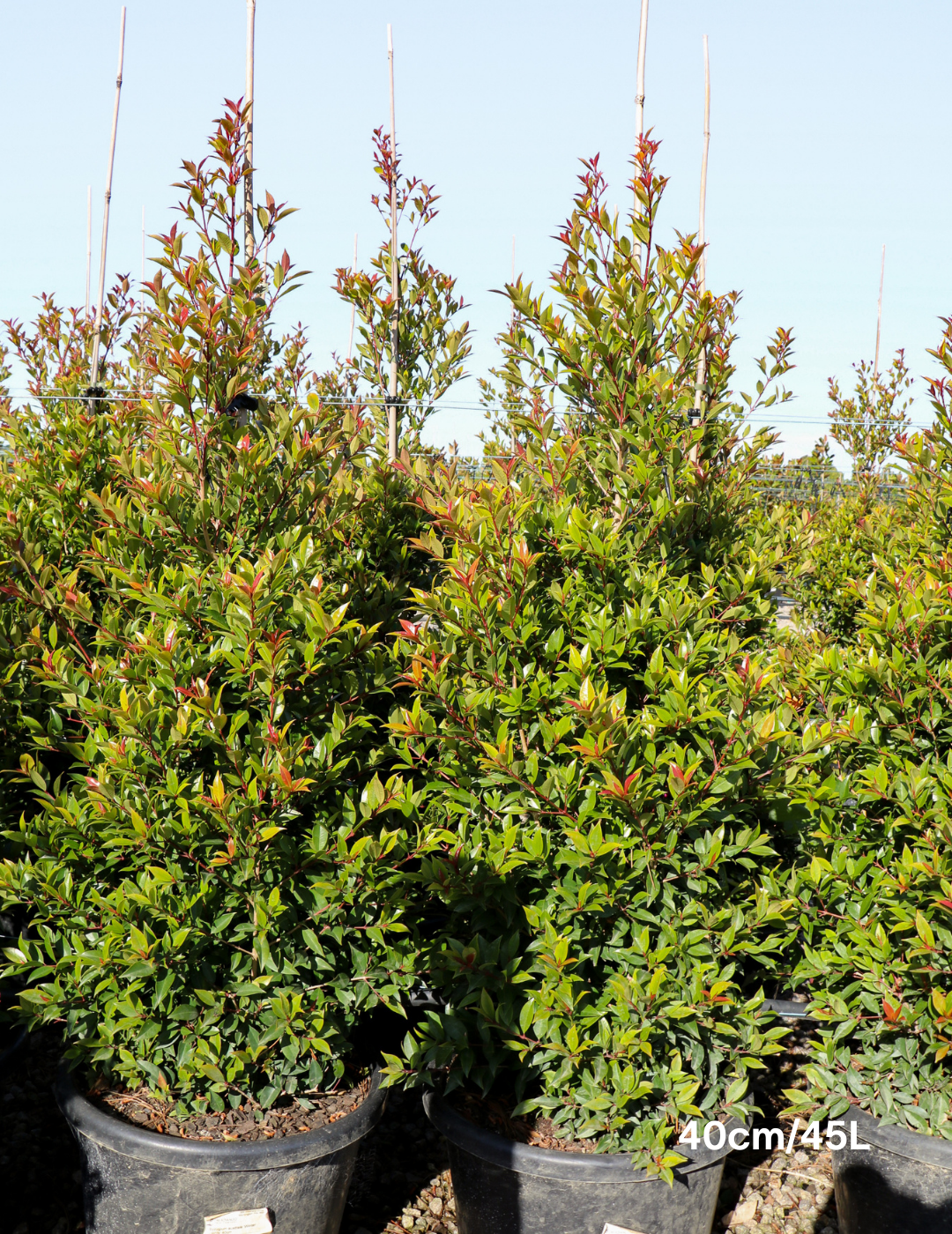 Syzygium australe 'Winter Lights' - Lilly Pilly - Evergreen Trees Direct