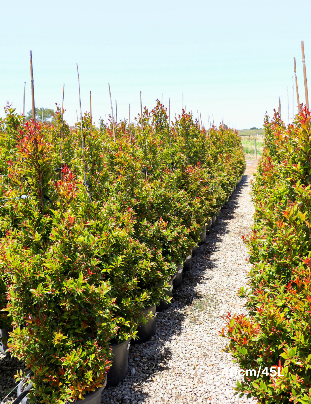 Syzygium australe 'Winter Lights' - Lilly Pilly - Evergreen Trees Direct