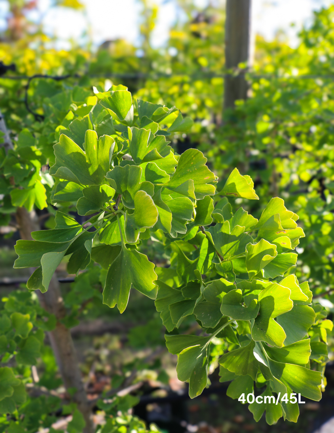 Syzygium australe 'Winter Lights' - Lilly Pilly - Evergreen Trees Direct